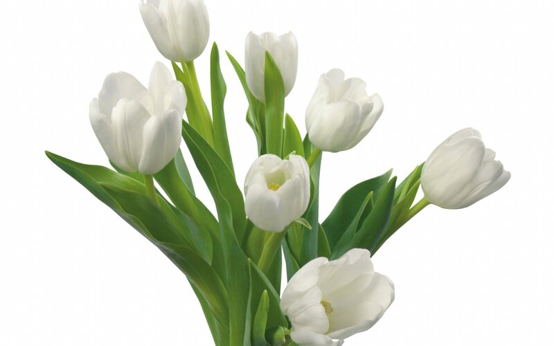 bouquet of white tulips