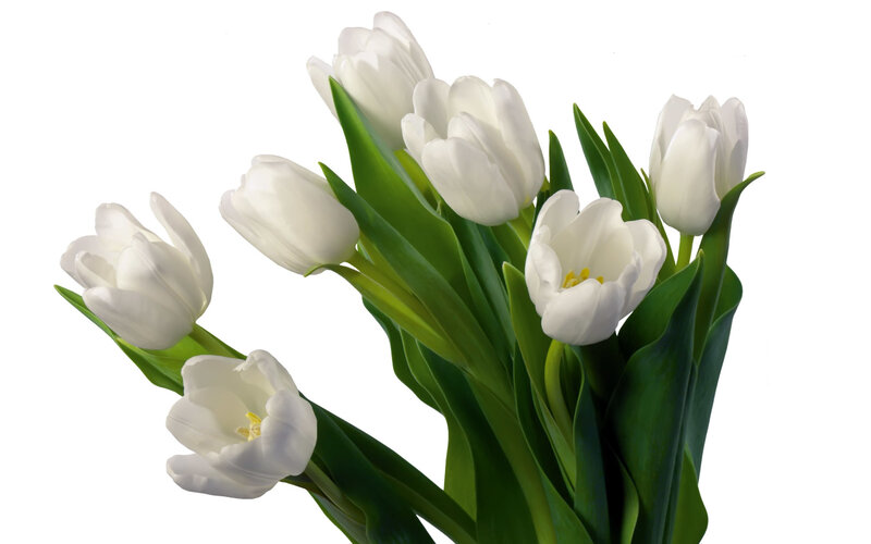 bouquet of white tulips
