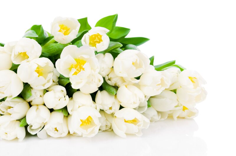 Bouquet of White Tulips — Calm