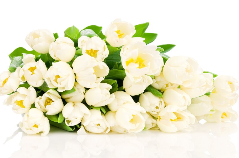 Bouquet of White Tulips — Serene