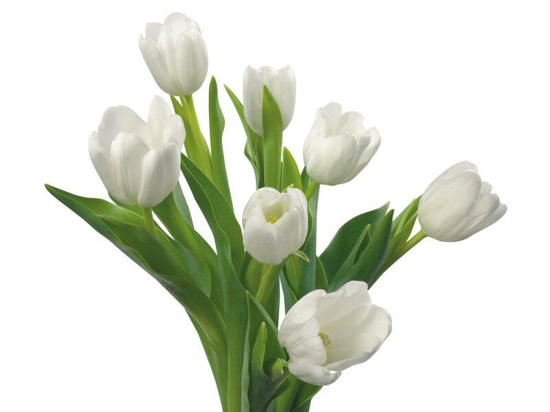 bouquet of white tulips