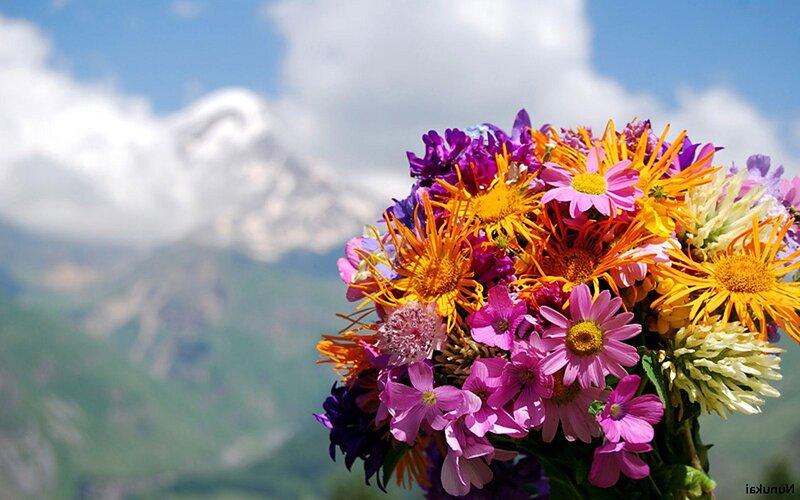 Bouquet of Wildflowers — Purple, Serene, Afternoon, Photograph, Mountain