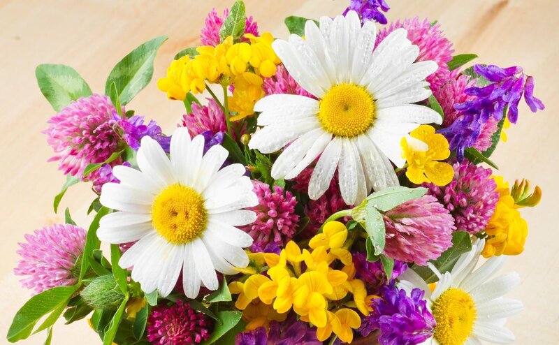 Bouquet of Wildflowers — White, Bright, Spring, Photograph, Daisies, Clover