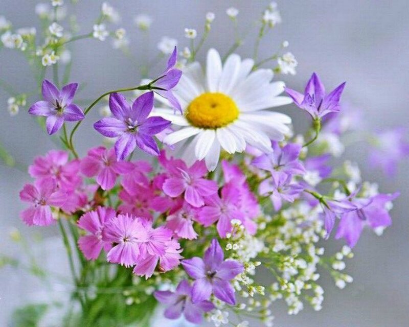 Bouquet of Wildflowers — White, Calm, Spring, Photograph