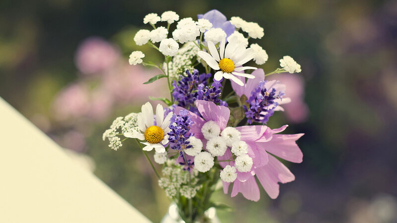 Bouquet of Wildflowers — White, Serene, Afternoon, Photograph, Daisies