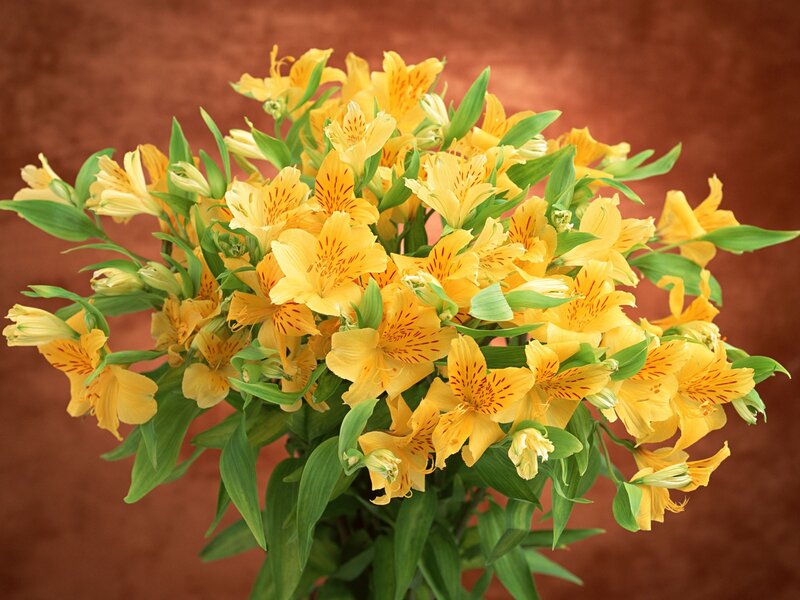 bouquet of yellow alstroemeria