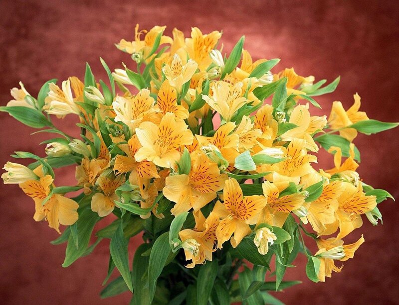 bouquet of yellow alstroemeria