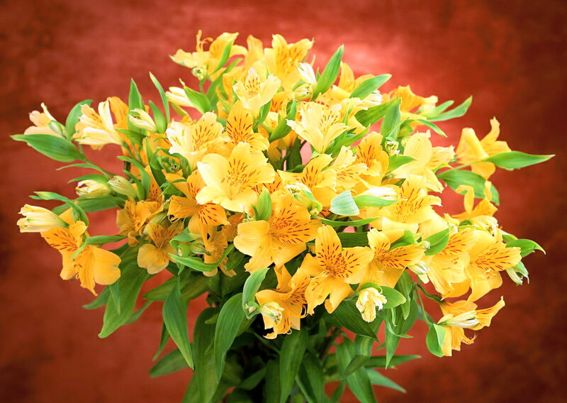 Bouquet of Yellow Alstroemeria — Vibrant