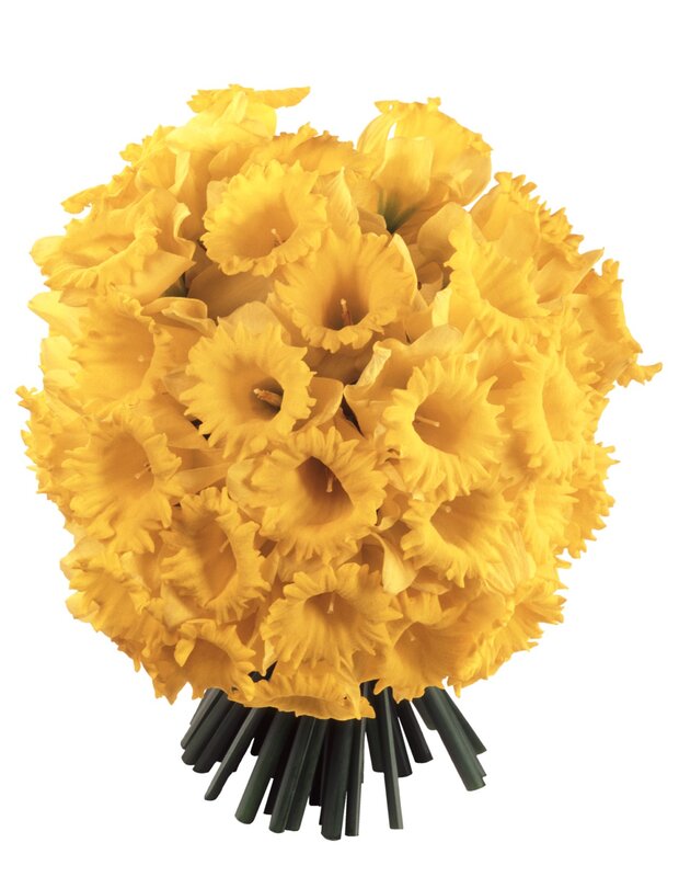 bouquet of yellow daffodils