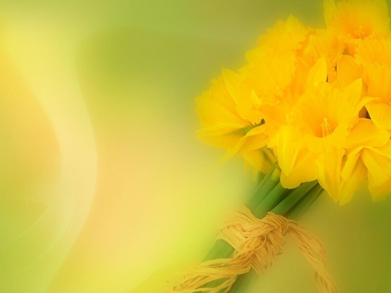 Bouquet of Yellow Daffodils — Calm