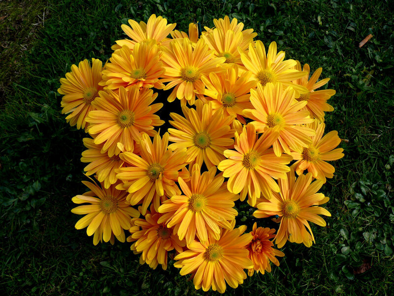 bouquet of yellow daisies