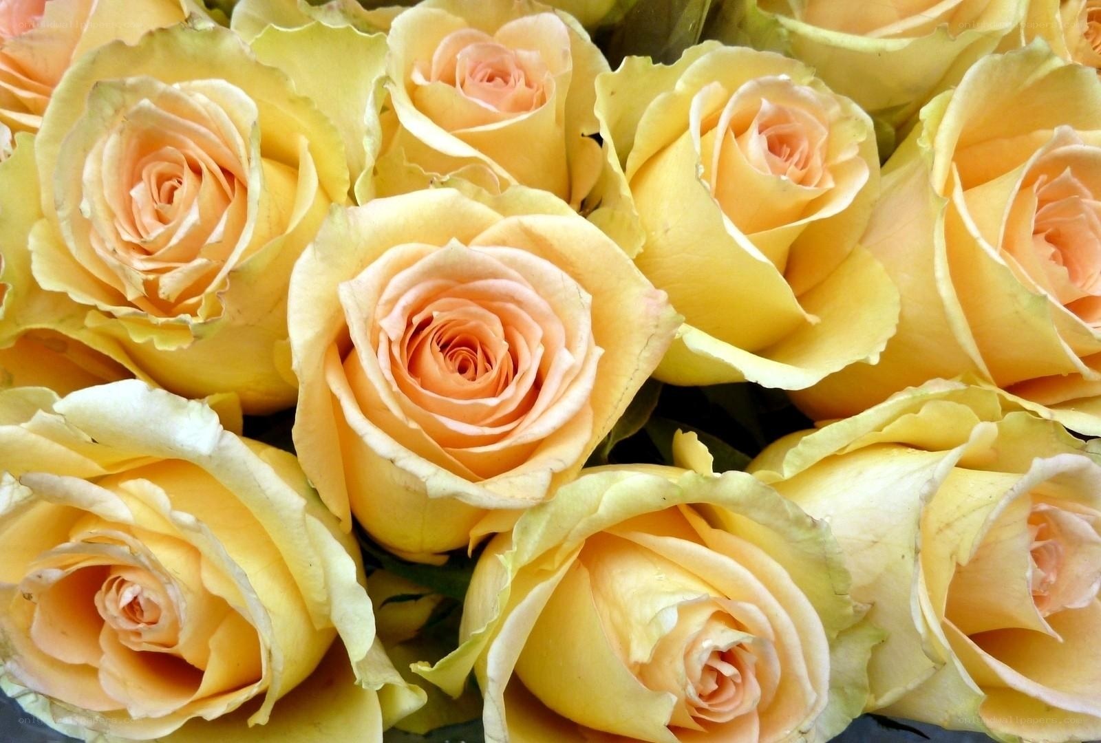 bouquet of yellow roses