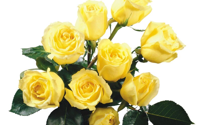 bouquet of yellow roses