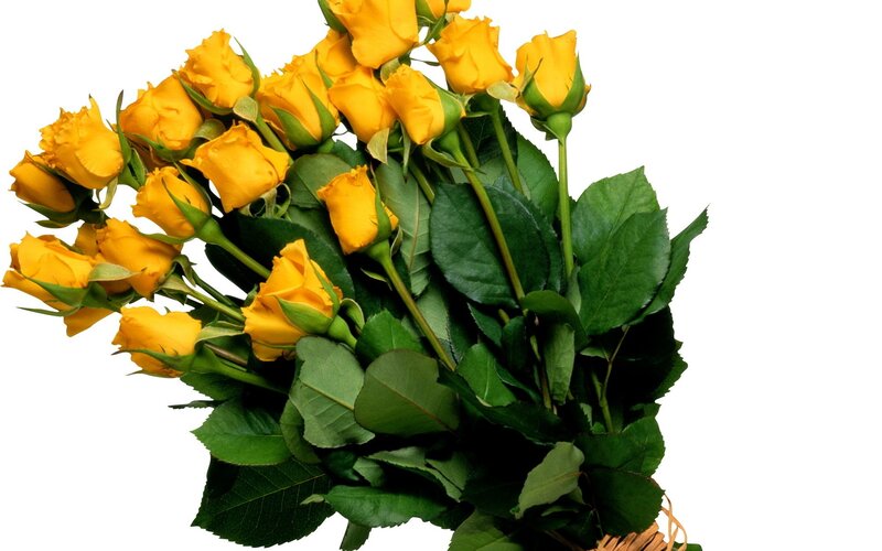 bouquet of yellow roses