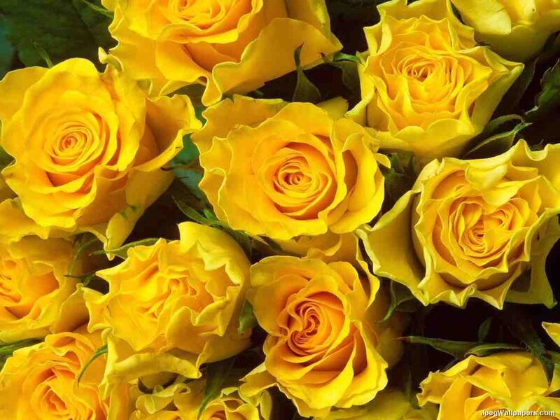 bouquet of yellow roses