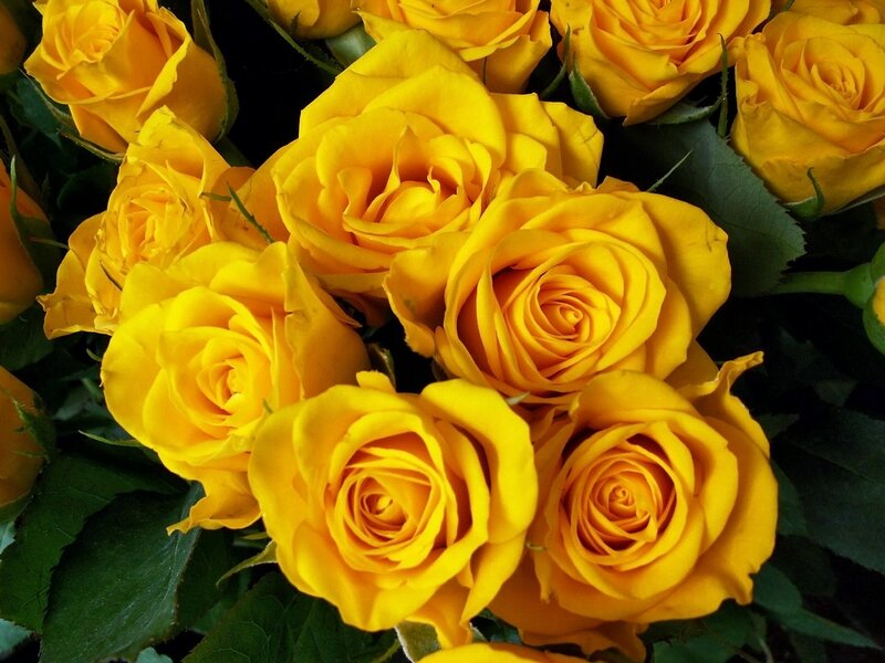bouquet of yellow roses