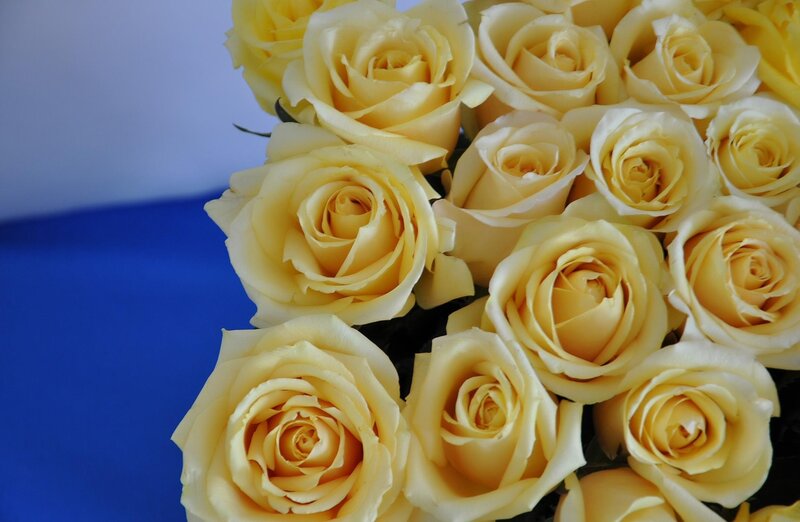 bouquet of yellow roses