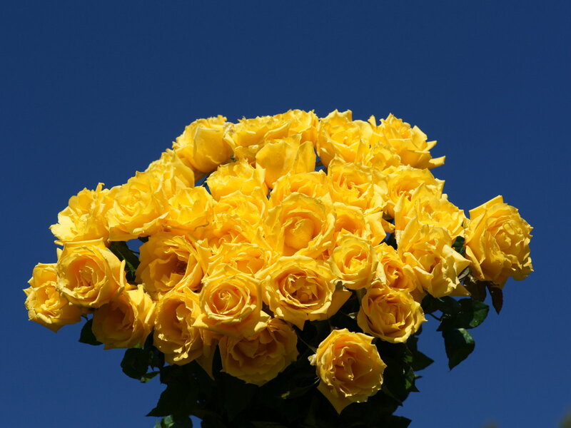 Bouquet of Yellow Roses — Bright