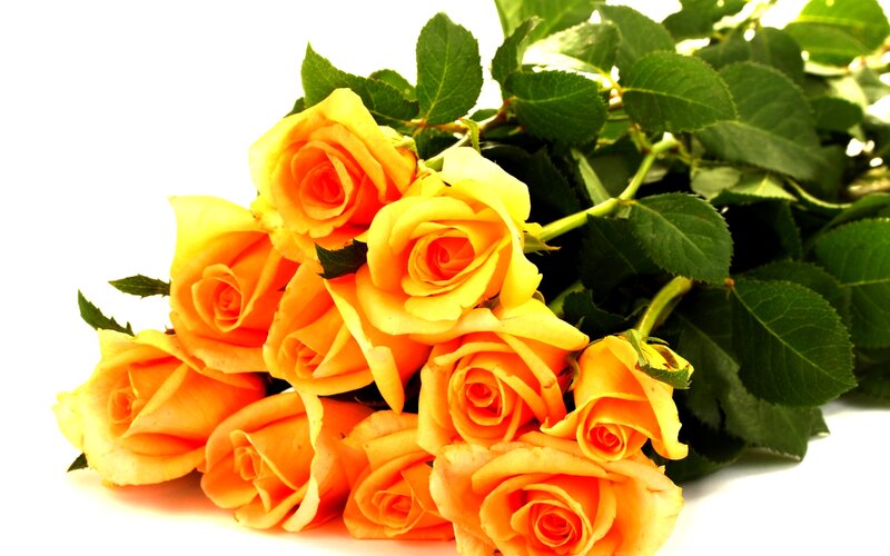 Bouquet of Yellow Roses — Calm, Photograph, Green Leaves, Stems
