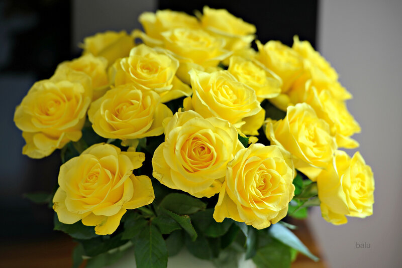 Bouquet of Yellow Roses — Calm, Photograph, Green Leaves, Vase
