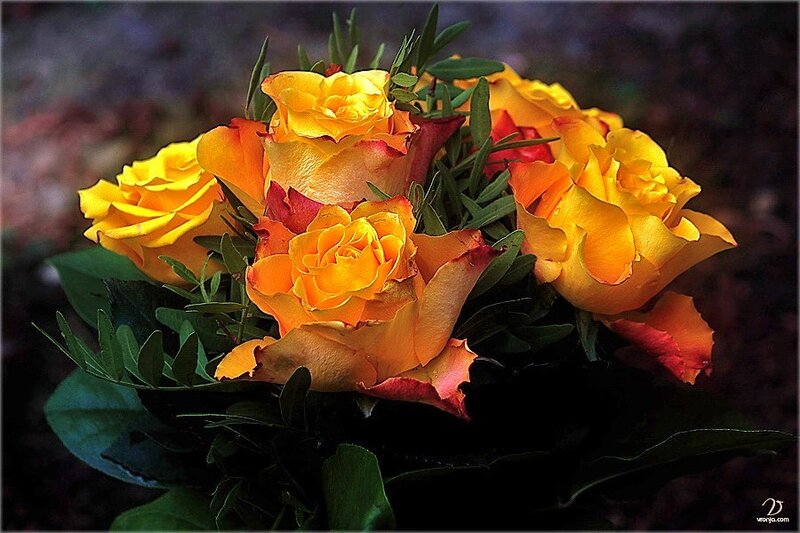 Bouquet of Yellow Roses — Dramatic