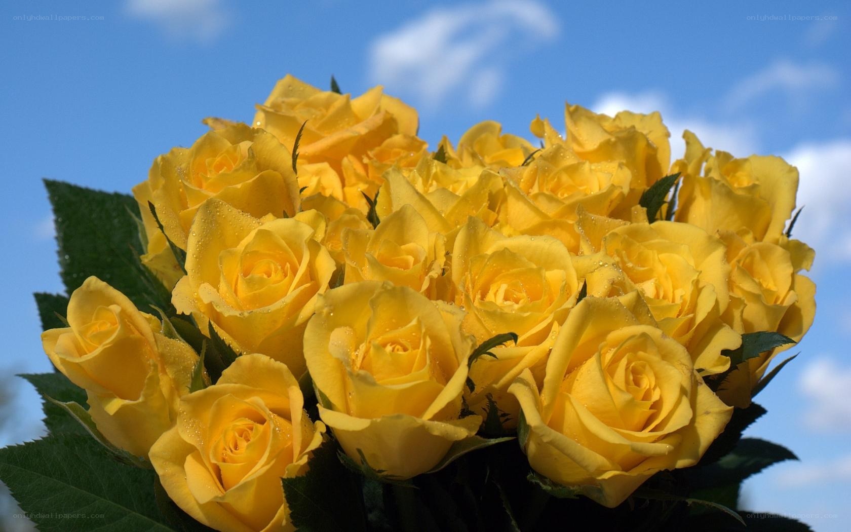 bouquet of yellow roses
