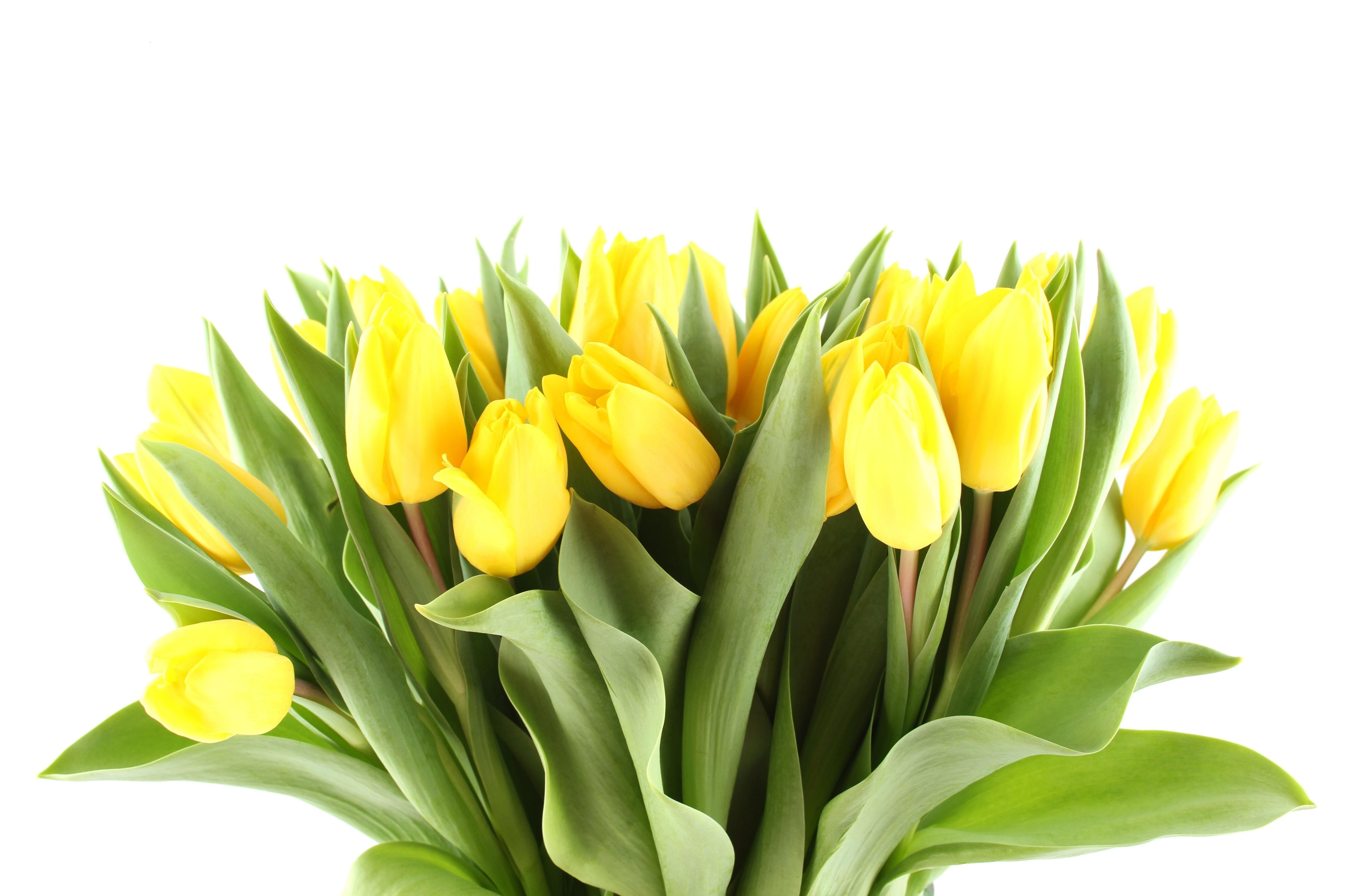 bouquet of yellow tulips
