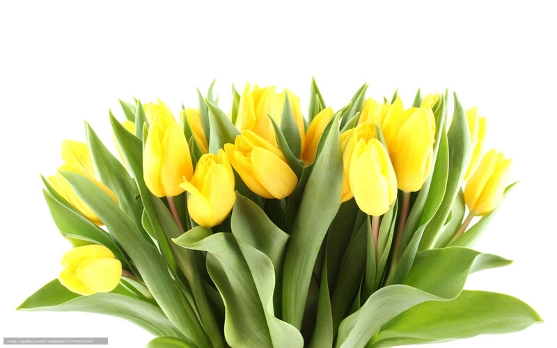bouquet of yellow tulips