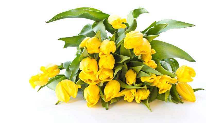 bouquet of yellow tulips