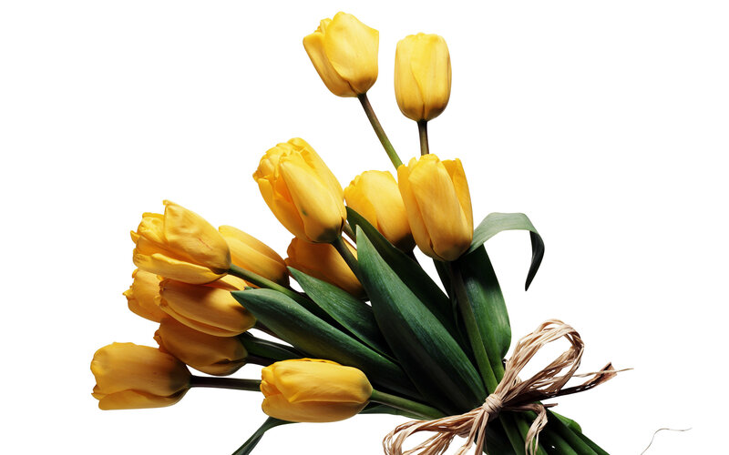 bouquet of yellow tulips