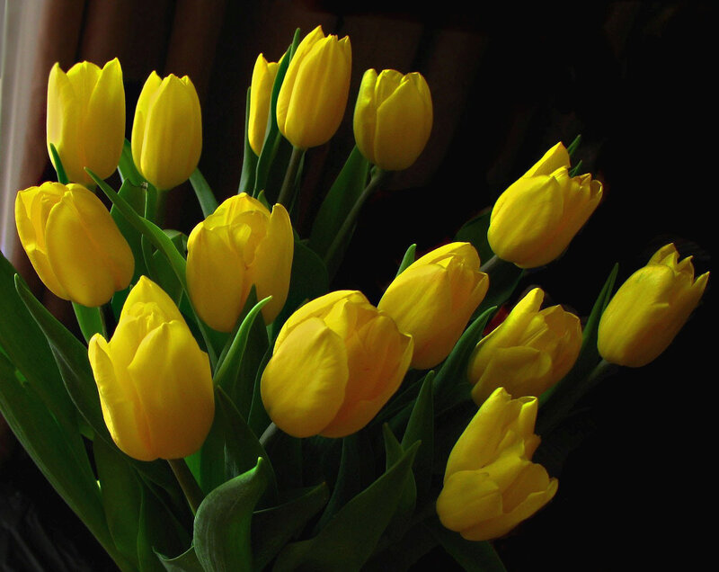 bouquet of yellow tulips