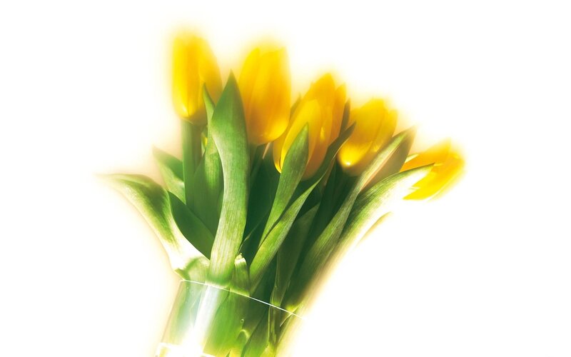 Bouquet of Yellow Tulips — Bright, Photograph