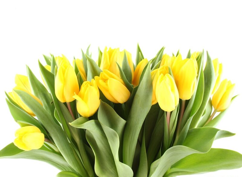 Bouquet of Yellow Tulips — Calm, Photograph