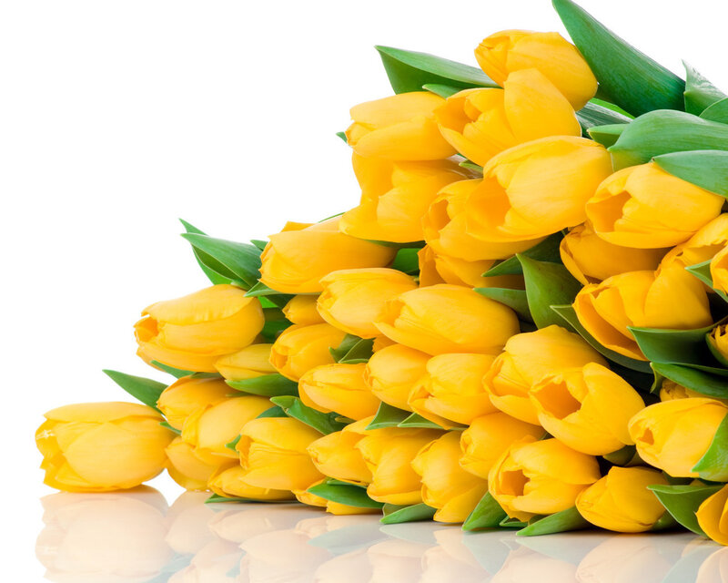 Bouquet of Yellow Tulips — Calm