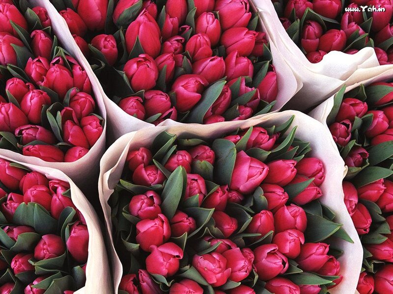 Bouquets of Red Tulips