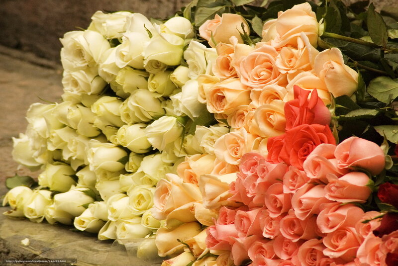 Bouquets of Roses — White, Calm, Photograph, Flowers
