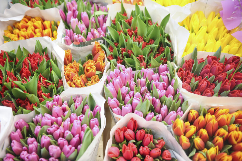 Bouquets of Tulips — Pink