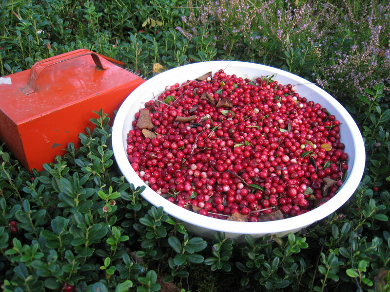 Bowl of Cranberries