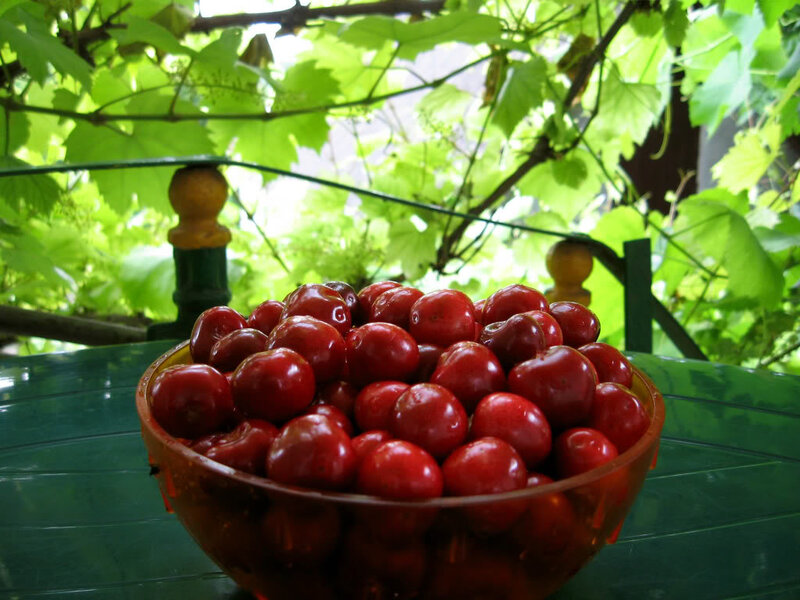 Bowl of Red Cherries