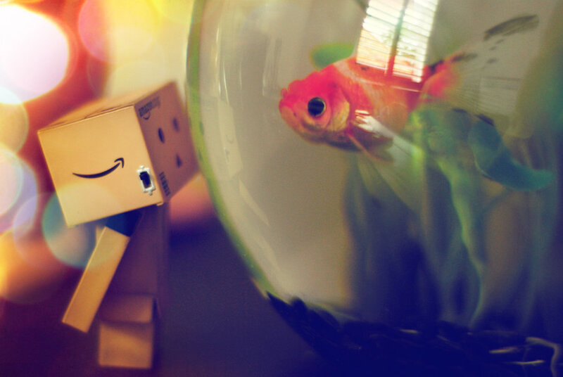Box figure with goldfish