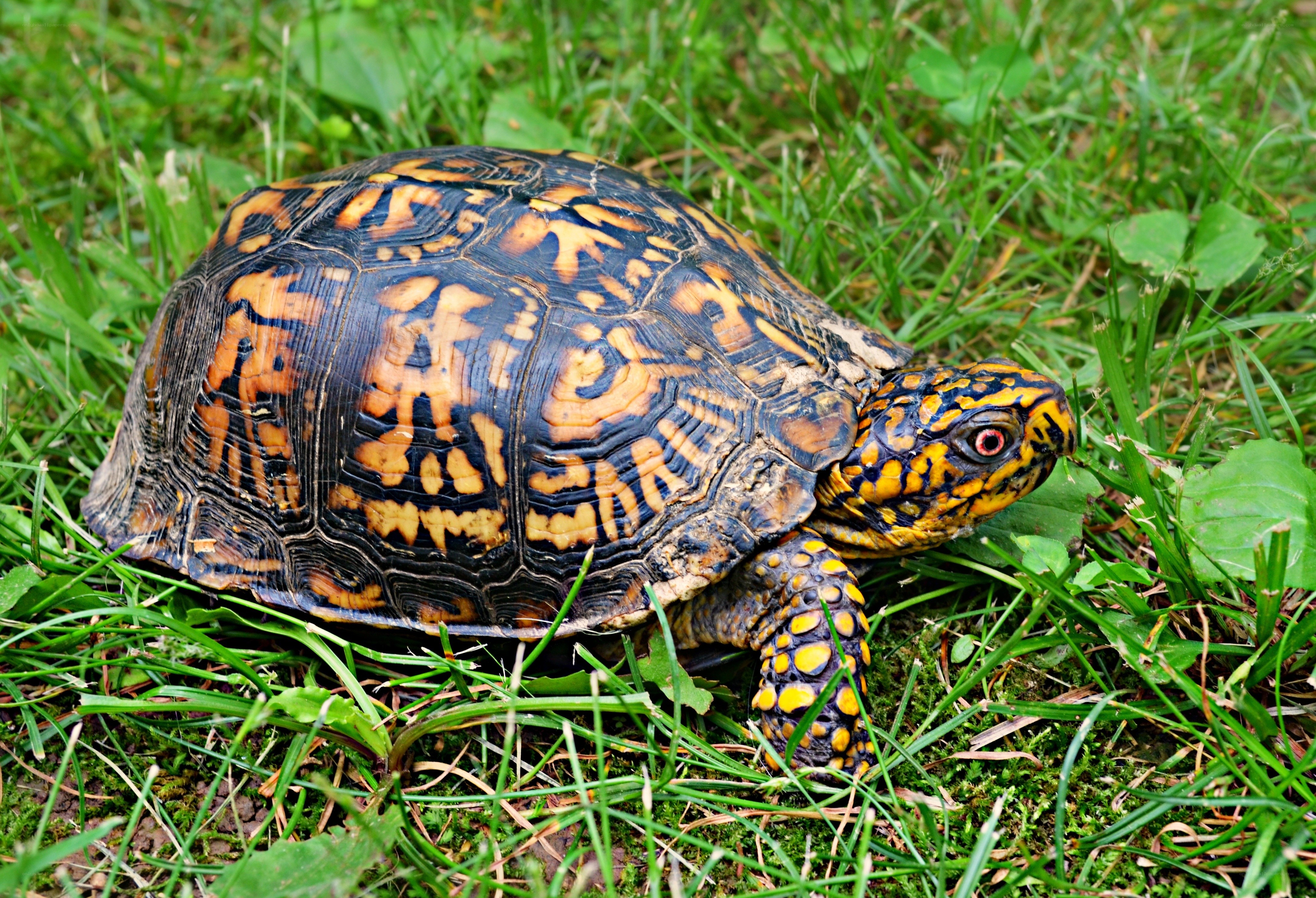 box turtle in grass
