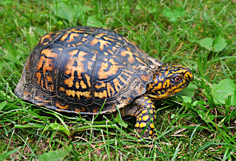 Box Turtle in Grass — Green, Calm, Afternoon