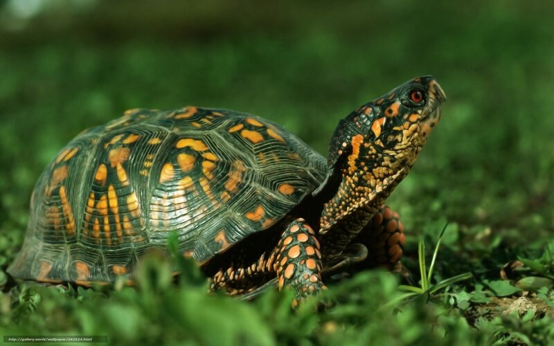 Box Turtle in Grass — Green, Calm