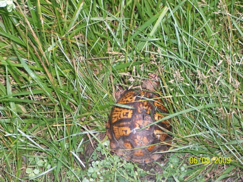 Box Turtle in Grass — Green, Natural, Night