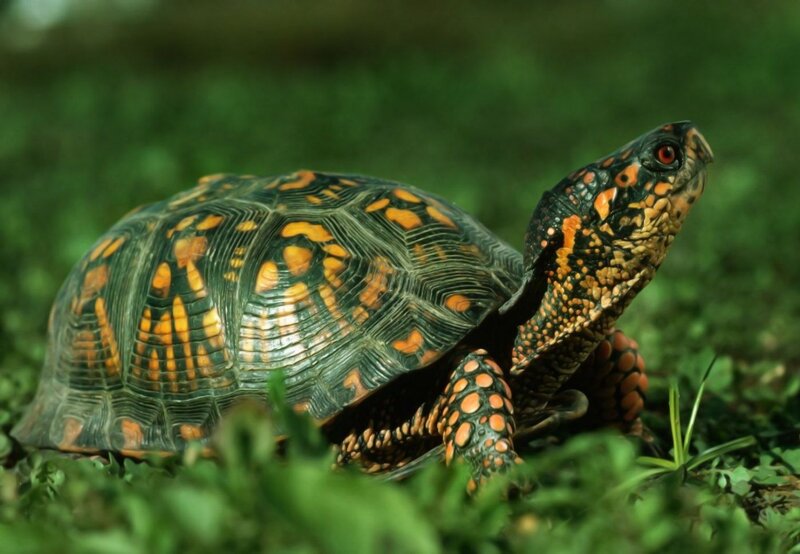 Box Turtle in Grass — Green