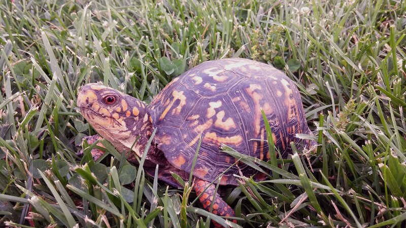 box turtle in grass