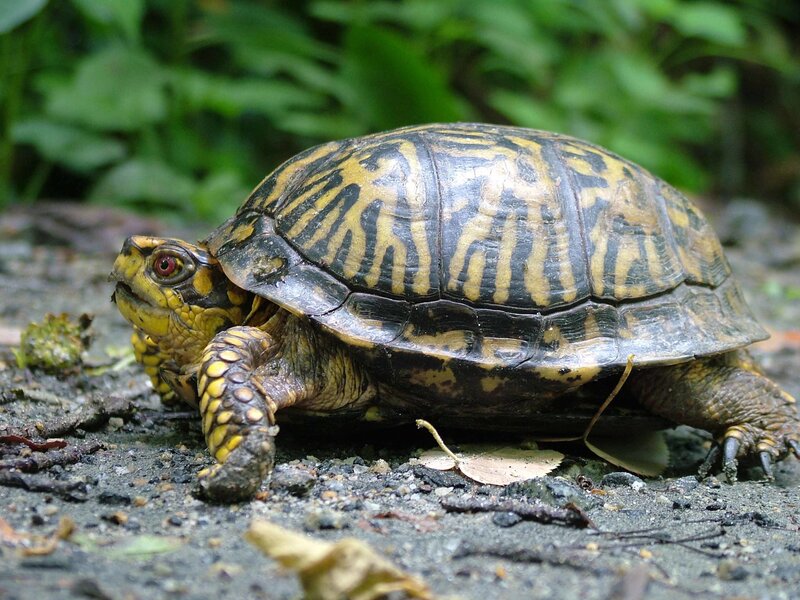 box turtle on forest floor