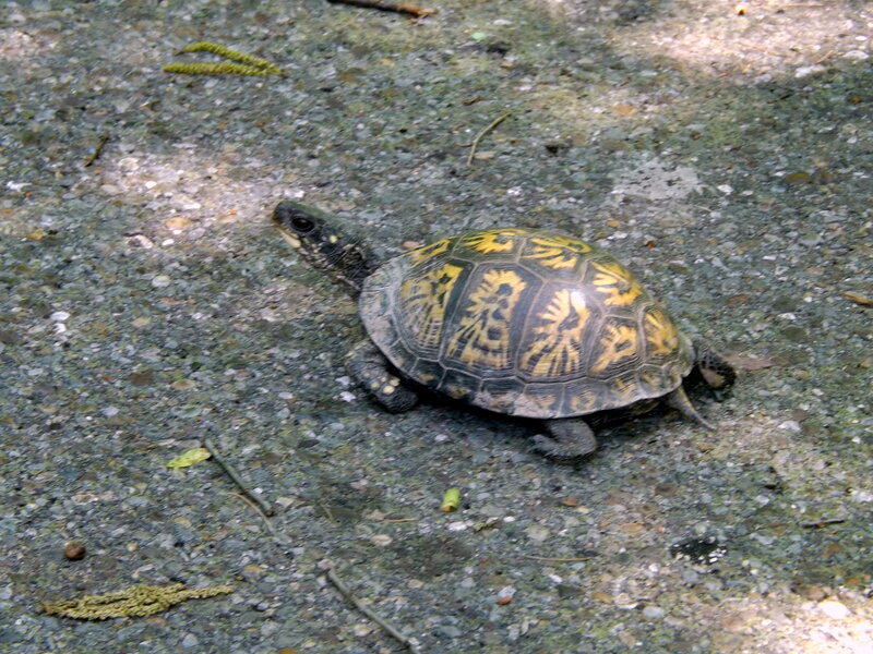 Box Turtle on Pavement