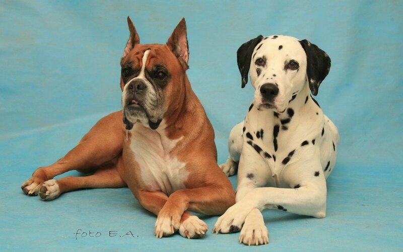 Boxer and Dalmatian Dogs