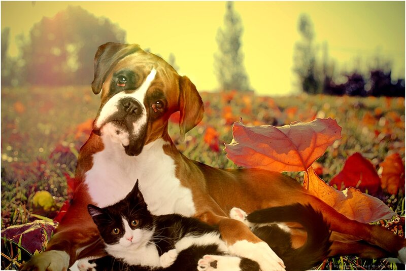 Boxer Dog and Cat — Brown